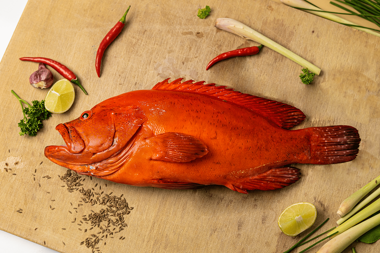 Red Snapper 3